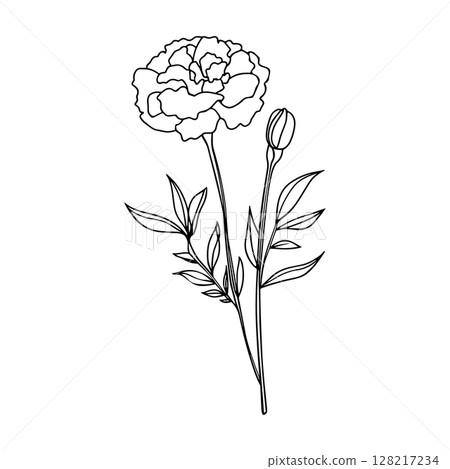Line art marigold, carnation flower on stem. Vector outline monochrome floral icon isolated on white background. Herbal plant logo design Line art marigold, carnation flower on stem. Vector outline monochrome floral icon isolated on white background. Herbal plant logo design 128217234
