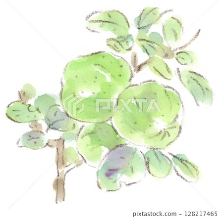 Watercolor illustration of a Japanese-style quince fruit, a plant for the early summer, rainy season, and summer 128217465