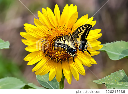 Swallowtail honey sucking sunflower honey Swallowtail honey sucking sunflower honey 128217686