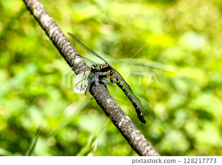 A Japanese dragonfly eating 128217773