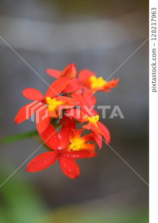 Epidendrum ibagense flowers and raindrops 128217963