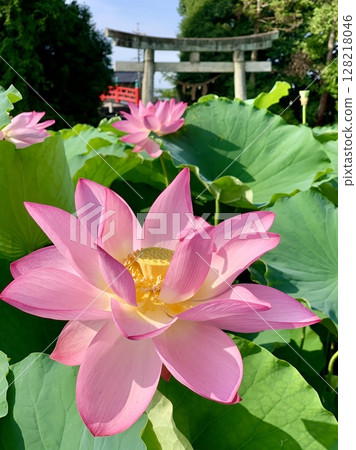 神社蓮池中盛開的粉紅色蓮花（伊賀八幡宮/愛知縣岡崎市） 128218046