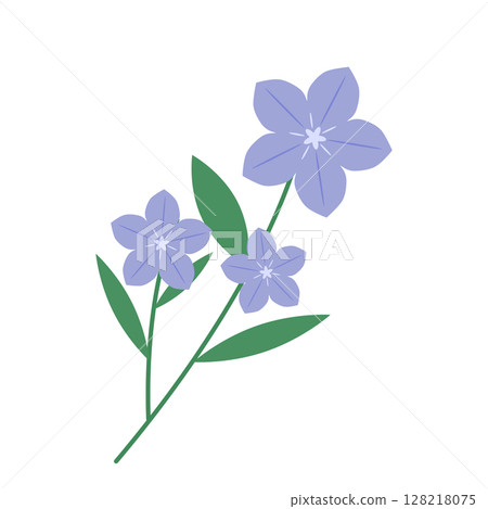 秋天的素材，風鈴草插圖 128218075