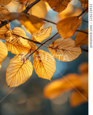 秋天的樹葉背景 128218432