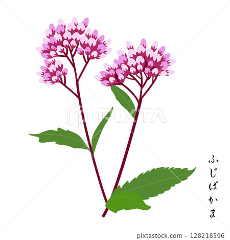 秋之七草，藤葎釜 128218596