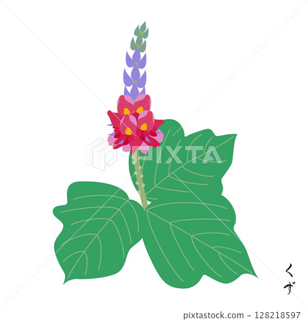 七種秋季草藥：葛根 128218597
