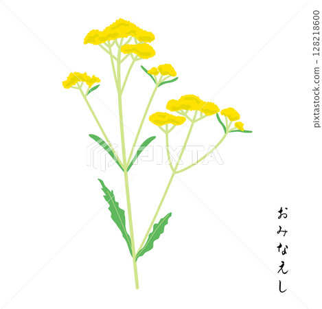 秋草七子之一，米草 128218600