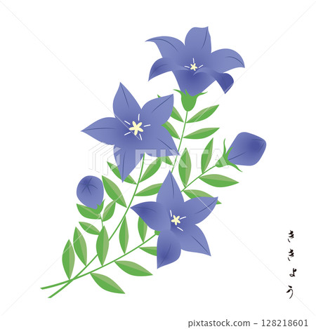 秋季七種草藥，風鈴草 128218601