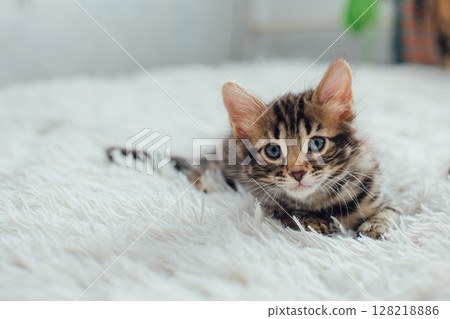 Little bengal kitten on the white fury blanket 128218886