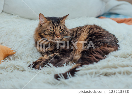 Young cute longhair bengal cat laying on the white blanket. 128218888