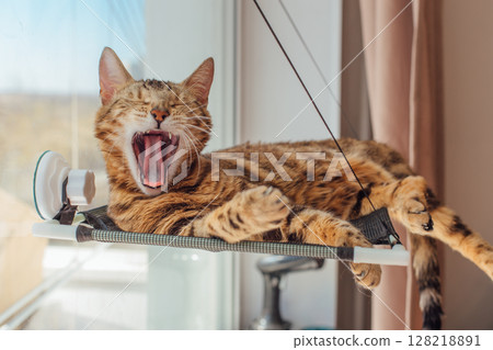 Cute little bengal kitty cat laying on the cat's window bed yawning 128218891