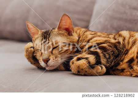 Cute bengal kitty cat laying on sofa Cute bengal kitty cat laying on sofa 128218902