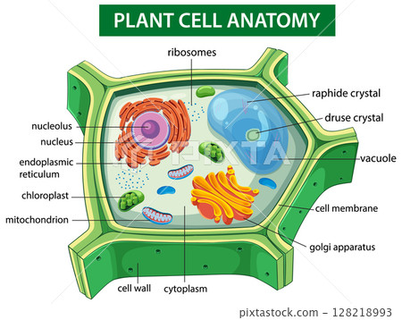 Detailed Plant Cell Anatomy Illustration Detailed Plant Cell Anatomy Illustration 128218993