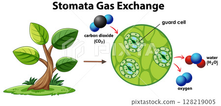 Stomata Gas Exchange Illustration with Plant Cell Detail 128219005