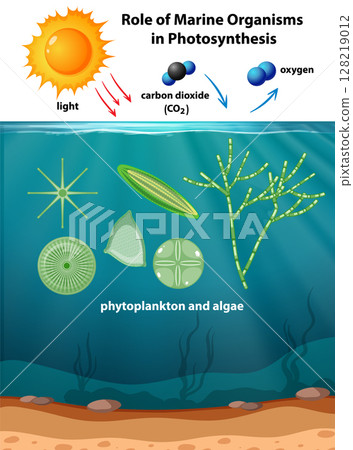 Marine Photosynthesis Process with Phytoplankton and Algae 128219012