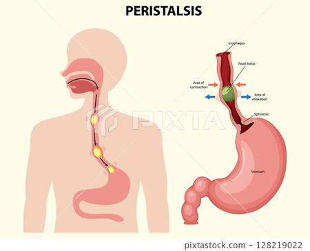 Human Digestive System Peristalsis Illustration 128219022