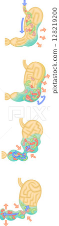 Stomach digestion peristalsis illustration 128219200