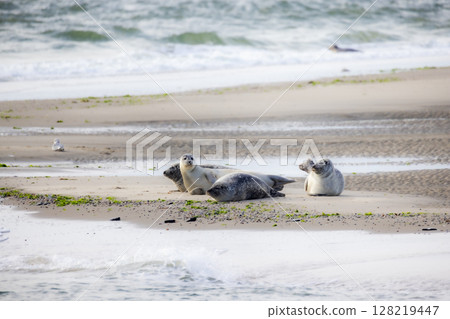 Seals are seen resting comfortably on a sunny beach near the vast ocean waters today 128219447