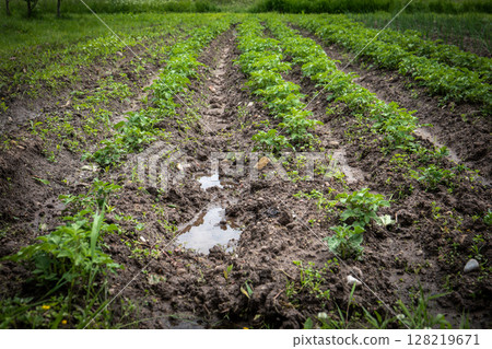 Young Potato Plants Growing in Neat Rows on a Moist, Cultivated Garden Field Young Potato Plants Growing in Neat Rows on a Moist, Cultivated Garden Field 128219671