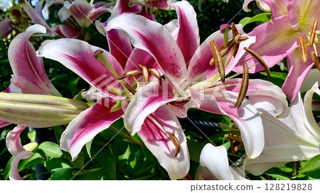 Colorful lilies blooming in the early summer sunshine (Kasui Lily Garden, Fukuroi City, Shizuoka Prefecture) 128219828