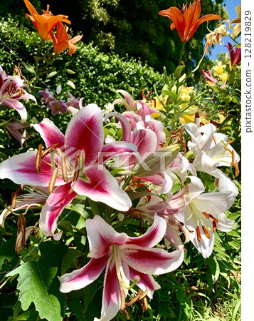 Colorful lilies blooming in the early summer sunshine (Kasui Lily Garden, Fukuroi City, Shizuoka Prefecture) 128219829