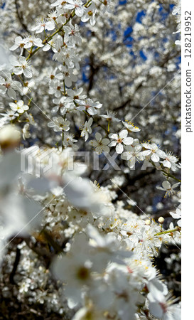 Soft Focus Cherry Blossoms with Foreground Blur. 128219952