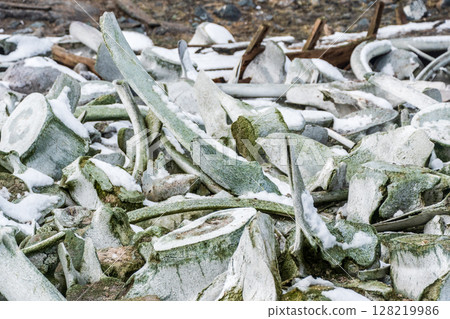 Whale bones near Mikkelsen Harbour 128219986