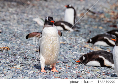 Close-up of a Gentoo Penguin on Trinity Island. Close-up of a Gentoo Penguin on Trinity Island. 128219990