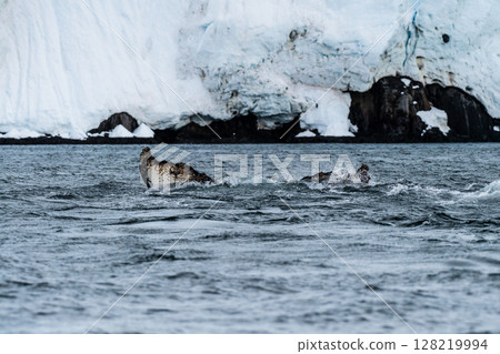 Tail of a humpback whale in the Antarctic 128219994