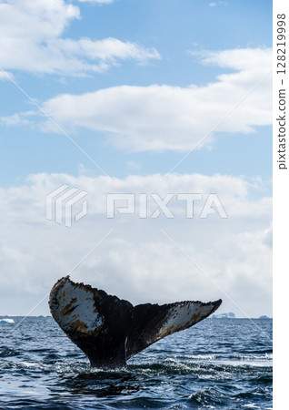 Tail of a humpback whale in the Antarctic 128219998