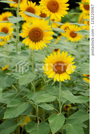 Sunflower field 128220067