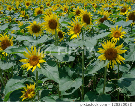 向日葵田 128220088
