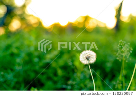 Sunset fluffy dandelion background material 128220097