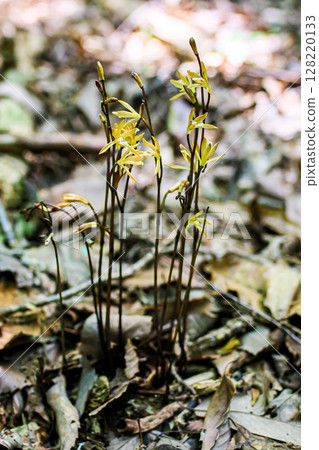 Enshu muyouran blooming on the forest floor 128220133