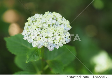 Cute hydrangeas and sunlight filtering through the trees 128220179