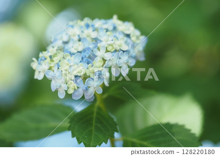 Cute blue hydrangea flowers 128220180