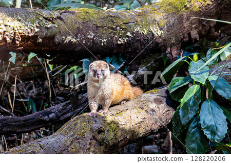 A weasel at the water source A weasel at the water source 128220206