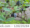 Fruits of Hasks Cup 128220284
