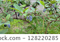 Fruits of Hasks Cup 128220285