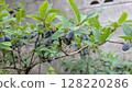 Fruits of Hasks Cup 128220286
