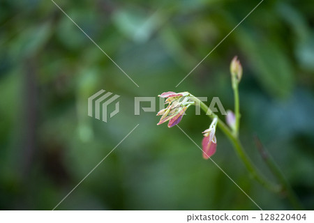 Green leaf background textures ecology garden on tropical rain forest jungle banana leaves palm tree. Greenery bright nature abstract pattern design element. Green eco environment system concept. 128220404