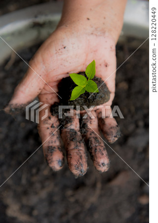 Eco green sustainable hands holding tree on earth day environment concept. Hands growing tree on earth day with sunlight bokeh in morning. Save world energy protect by plant tree watering soil garden 128220449