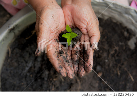 Eco green earth environment concept. Hand with growing tree on earth day with sunlight bokeh in morning. Save world energy protect by plant tree in soil and watering. 128220450