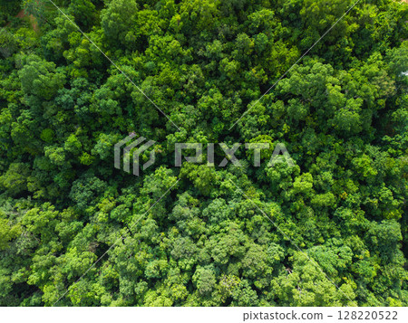 Aerial view of trees in a garden and trees in a tropical forest. Environmental image. 128220522
