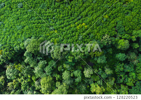 Aerial view of trees in a garden and trees in a tropical forest. Environmental image. Aerial view of trees in a garden and trees in a tropical forest. Environmental image. 128220523