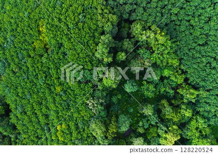 Aerial view of trees in a garden and trees in a tropical forest. Environmental image. 128220524