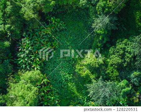 Aerial view of trees in a garden and trees in a tropical forest. Environmental image. 128220531