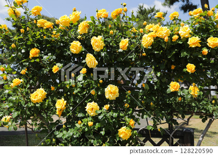 Yellow roses in full bloom 128220590