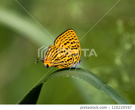 Urana miakashiji perching on a leaf 128220597