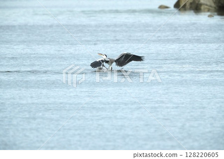 Gray heron Gray heron 128220605